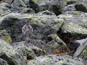 Read more about the article Rypejakta starter: Begrenset jakt på presset bestand