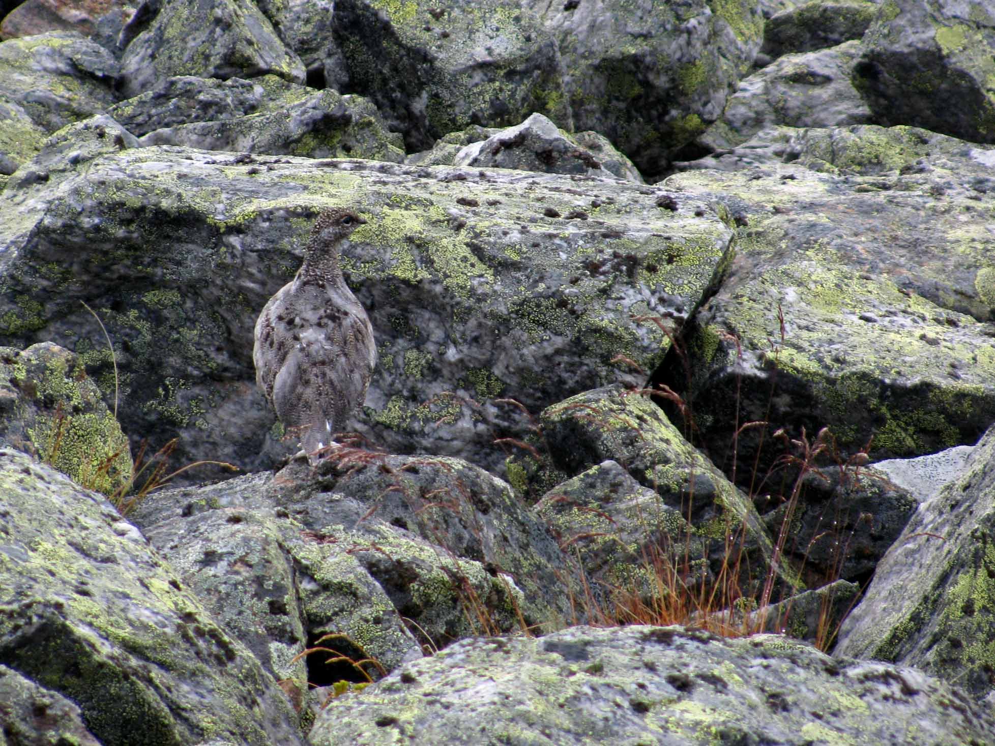 Read more about the article Opplæring og eksamen: Ny app for jegerprøven
