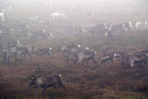 Read more about the article Si fra om du ser syke dyr: Mistanke om skrantesjuke 