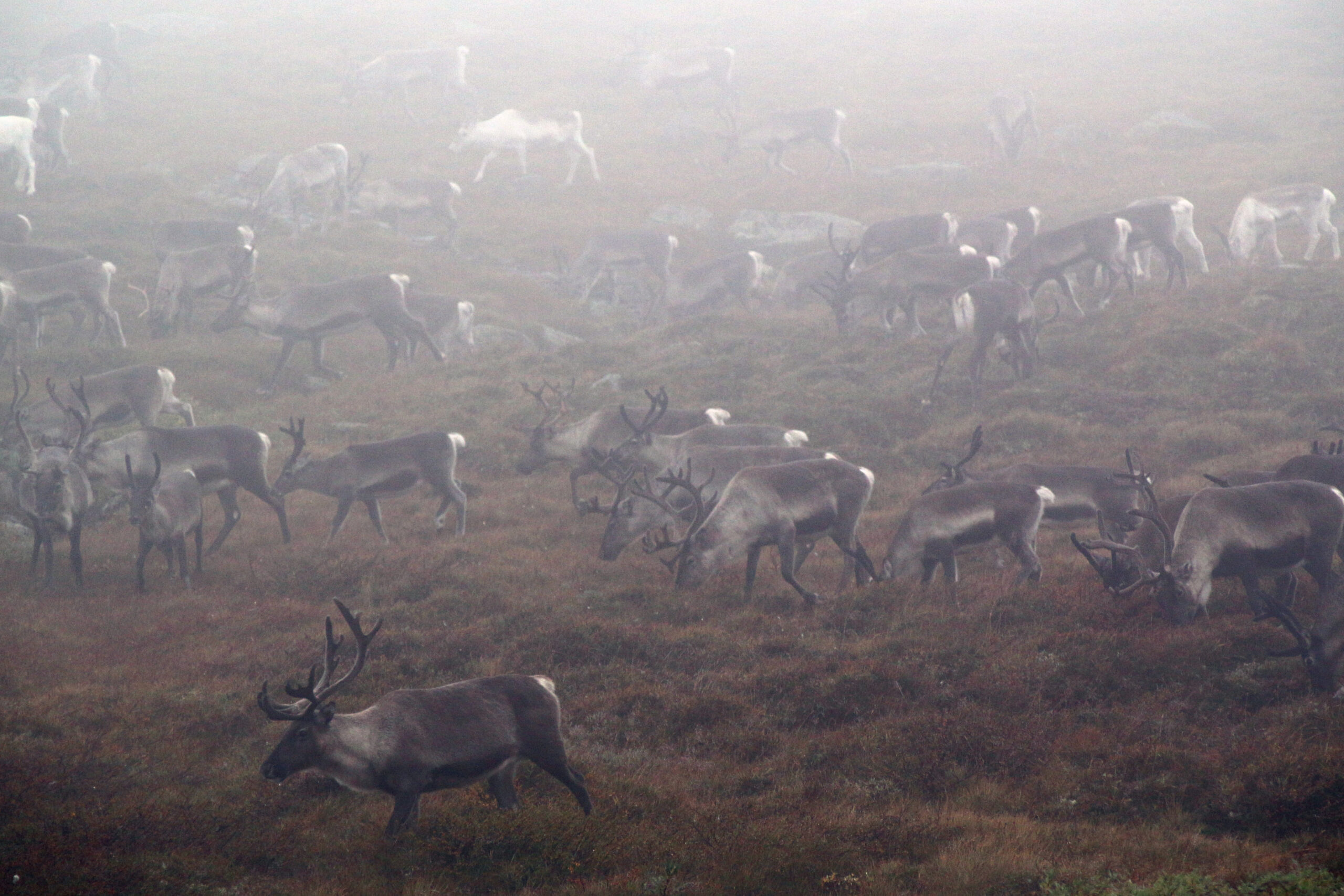 Read more about the article Si fra om du ser syke dyr: Mistanke om skrantesjuke 