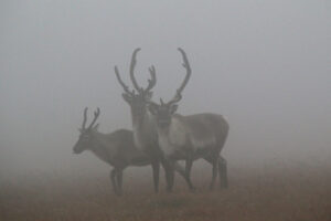 Read more about the article Rapport: Må begrense ferdsel for å hjelpe villreinen