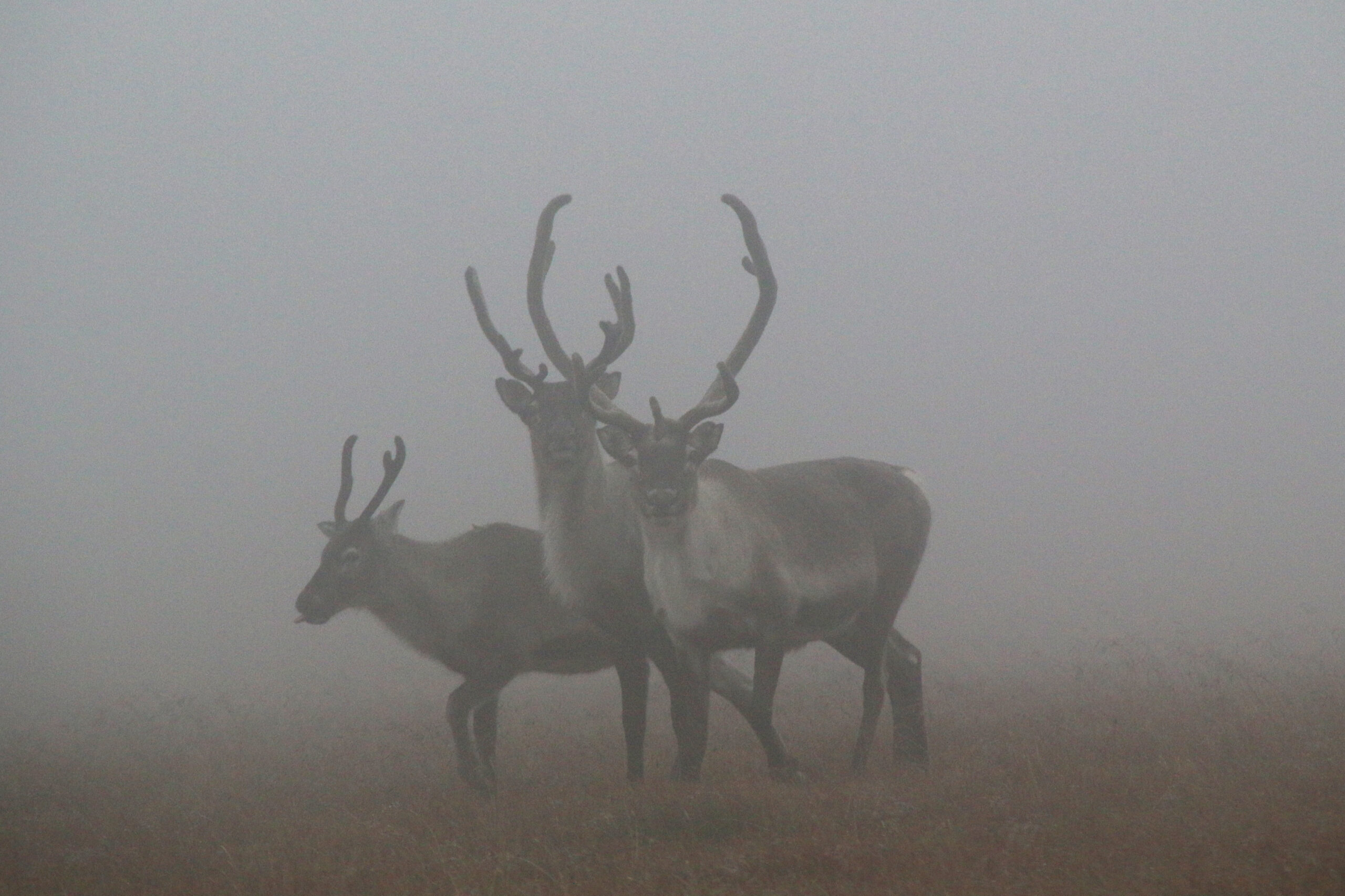 Read more about the article Flere hjortedyr må testes for skrantesjuke