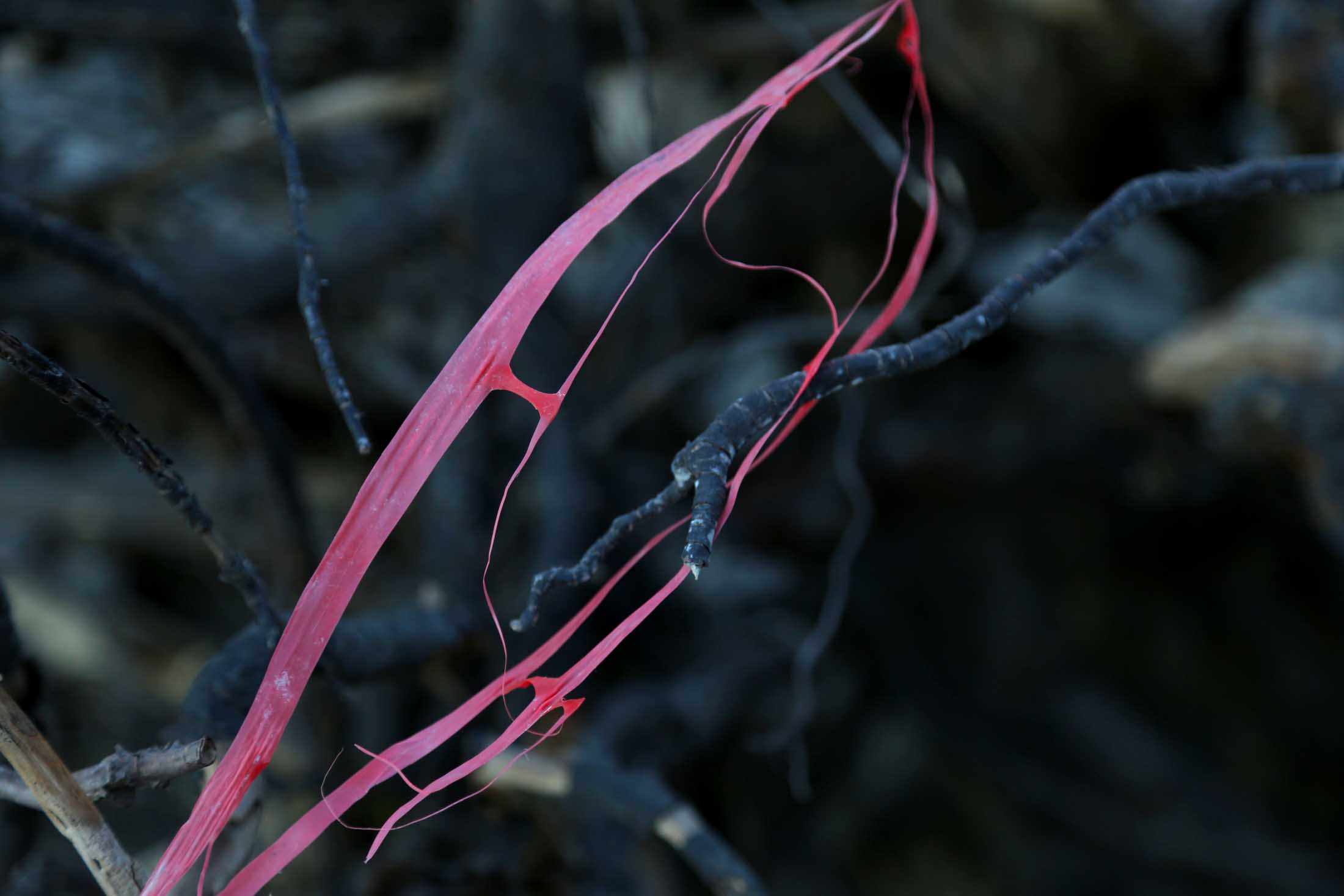 Read more about the article Det vi kaster i naturen blir ikke borte. Det kommer tilbake og skader oss