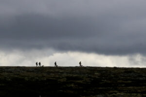 Read more about the article Nå er jeg er skikkelig lei alle menneskers «snille hunder»