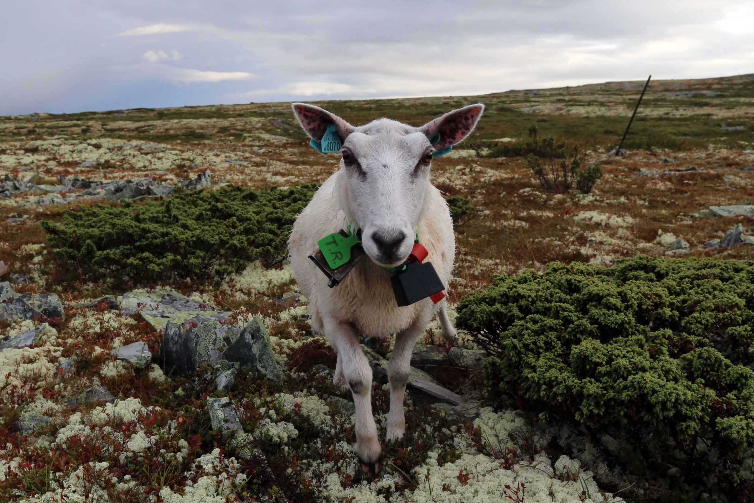 Read more about the article Husk båndtvangen for å unngå skader på dyr og mennesker