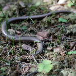 LIV: Når sommeren kommer våkner naturen til liv.