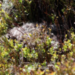 LIV: Når sommeren kommer våkner naturen til liv.