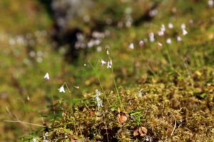 Read more about the article Kommentar: La 2021 bli året der vi tar vare på vårt viktigste pusterom