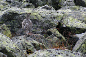 Read more about the article Vil ikke ha bly i naturen. Nytt forbud mot blyammunisjon.