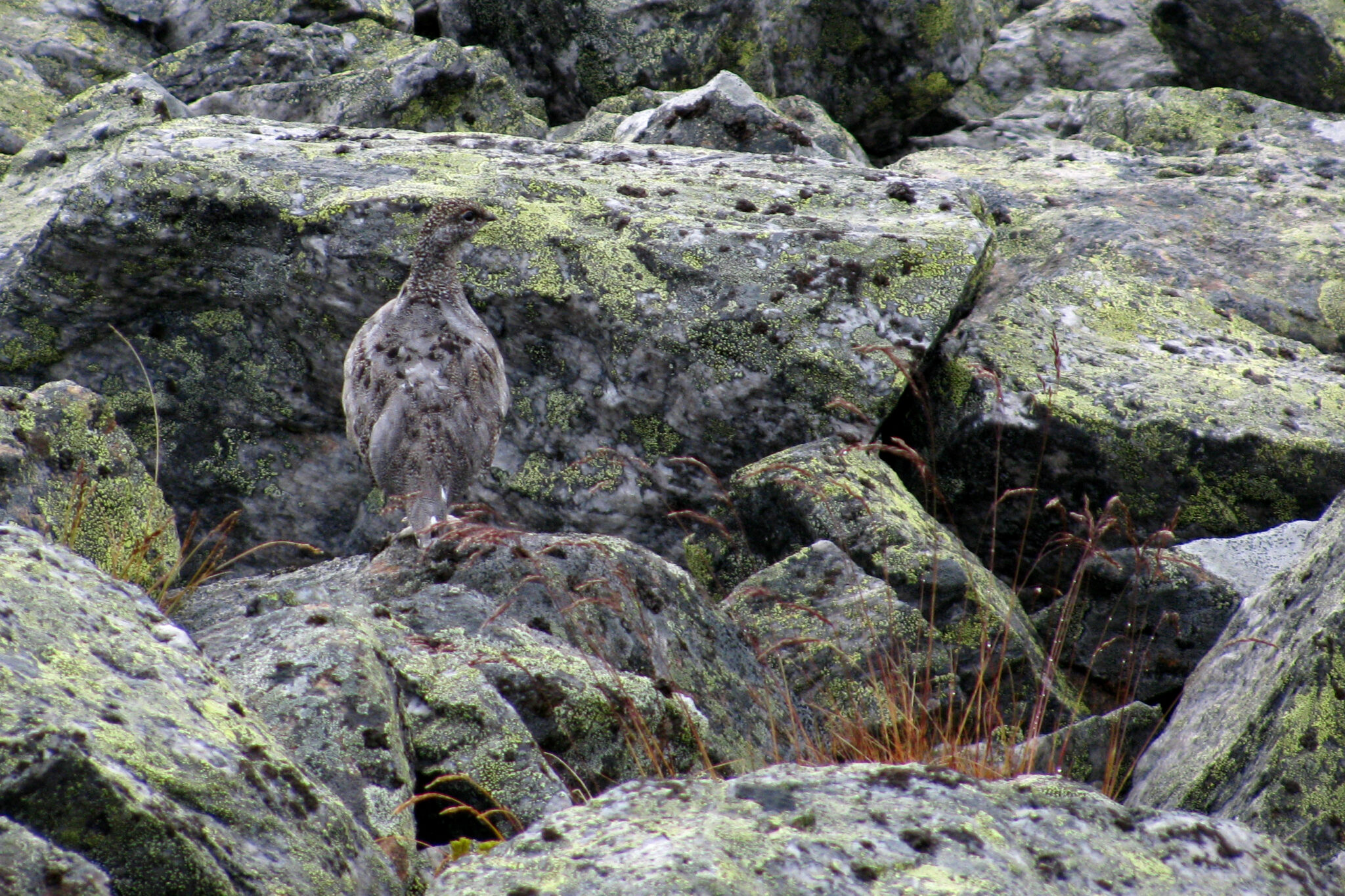 Read more about the article Vil ikke ha bly i naturen. Nytt forbud mot blyammunisjon.