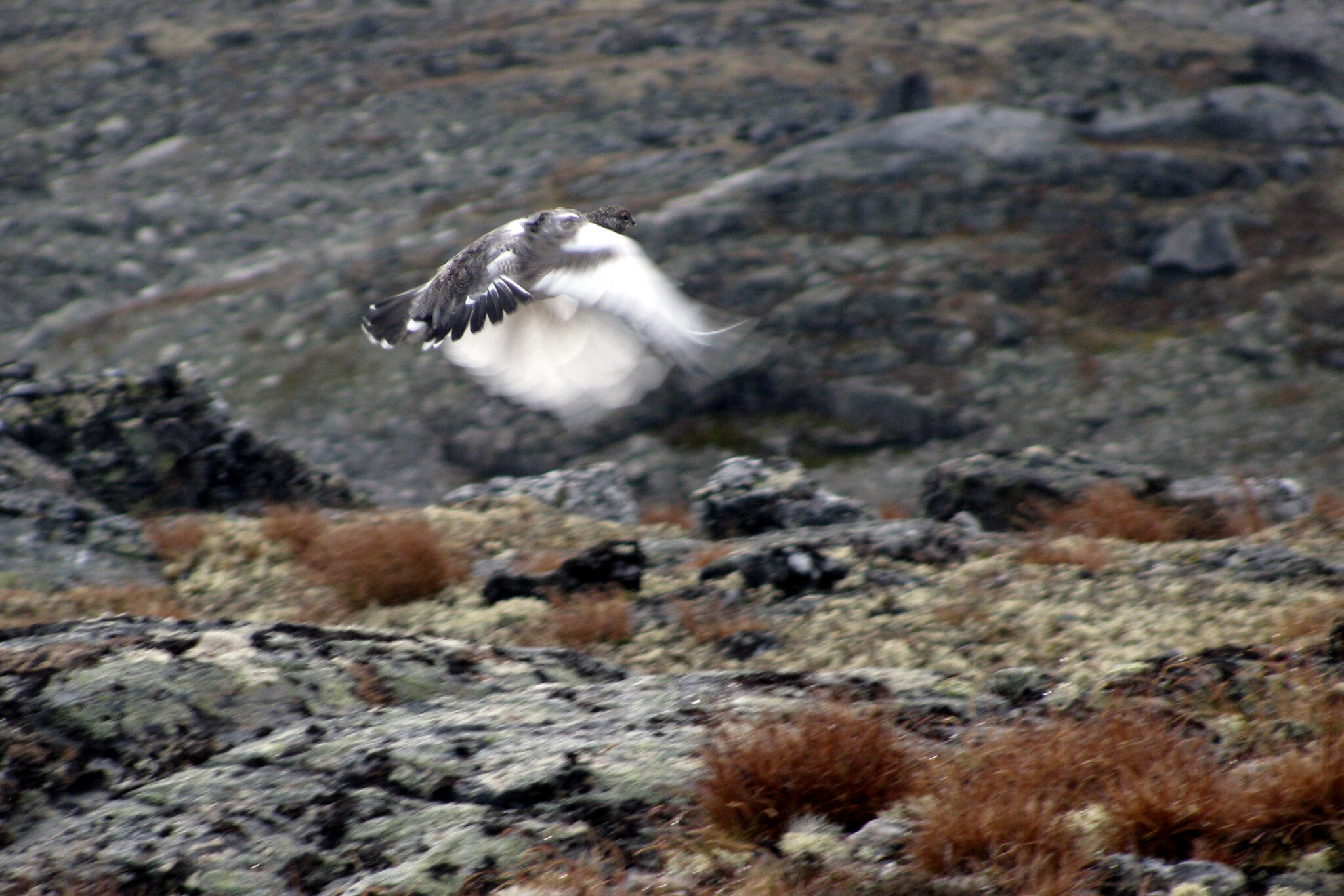 Read more about the article 550.000 treningsskudd registrert: – For mange jegere starter jakta for alvor nå