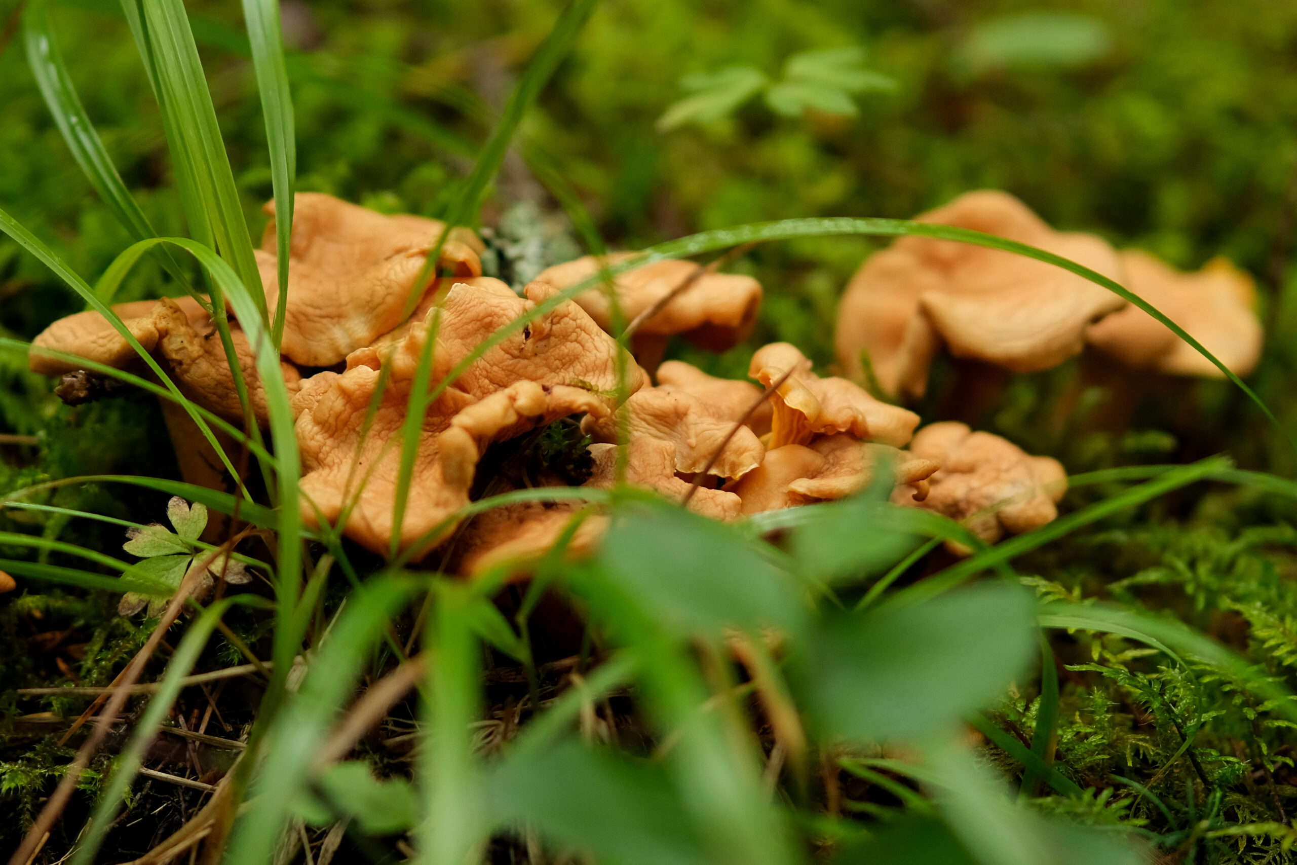 Read more about the article Nyt skogens gull: Kantarell fra skogbunnen og rett i stekepanna