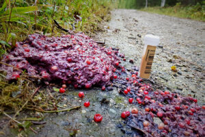 Read more about the article Teller brunbjørn: Oppfordrer turfolk til å samle inn bjørnemøkk