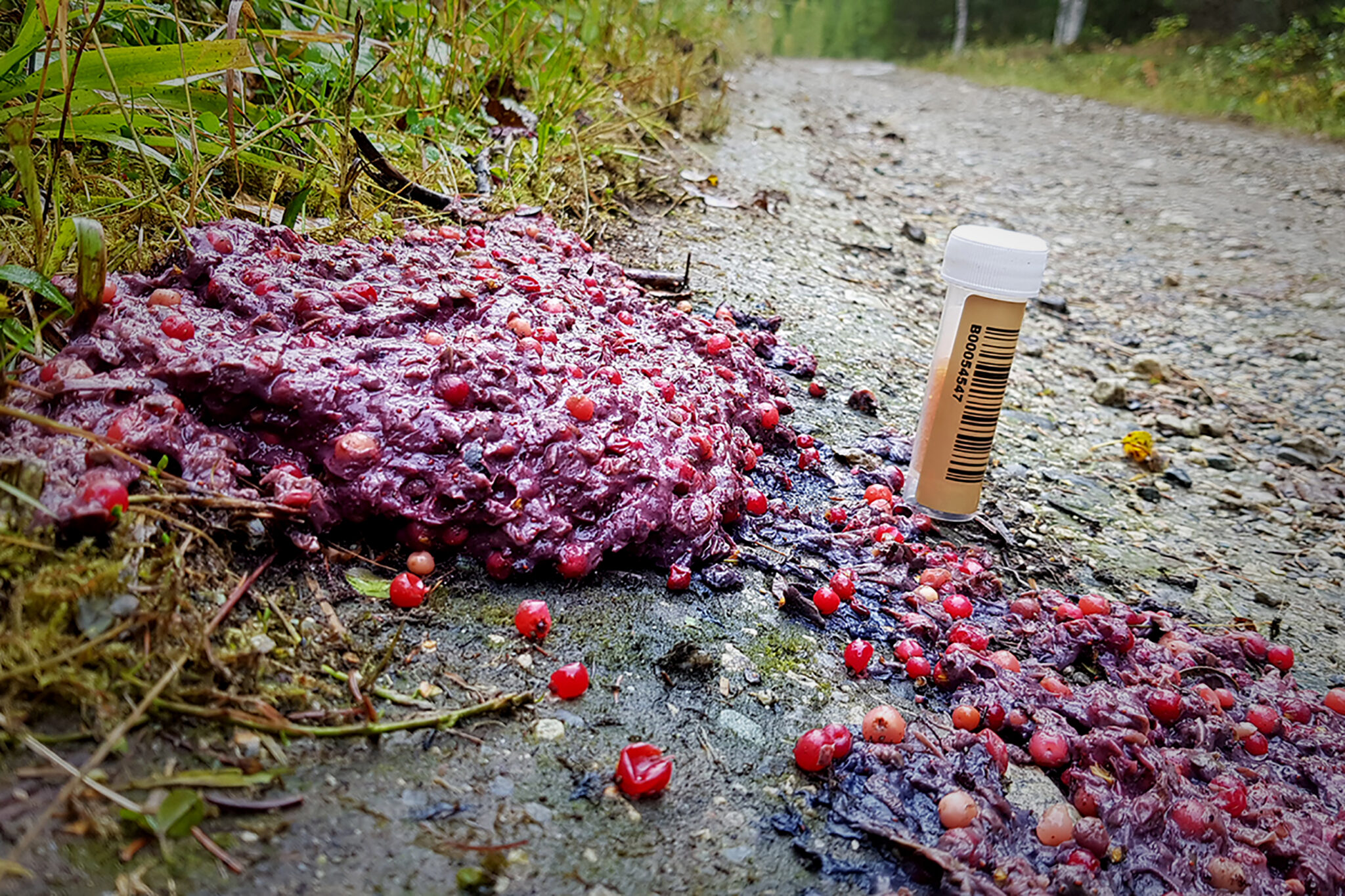 Read more about the article Teller brunbjørn: Oppfordrer turfolk til å samle inn bjørnemøkk