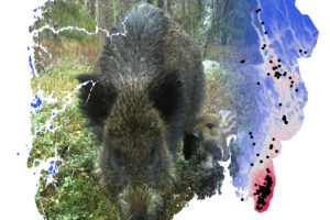Read more about the article Overvåker villsvinbestanden: Frykter smittsom virussykdom
