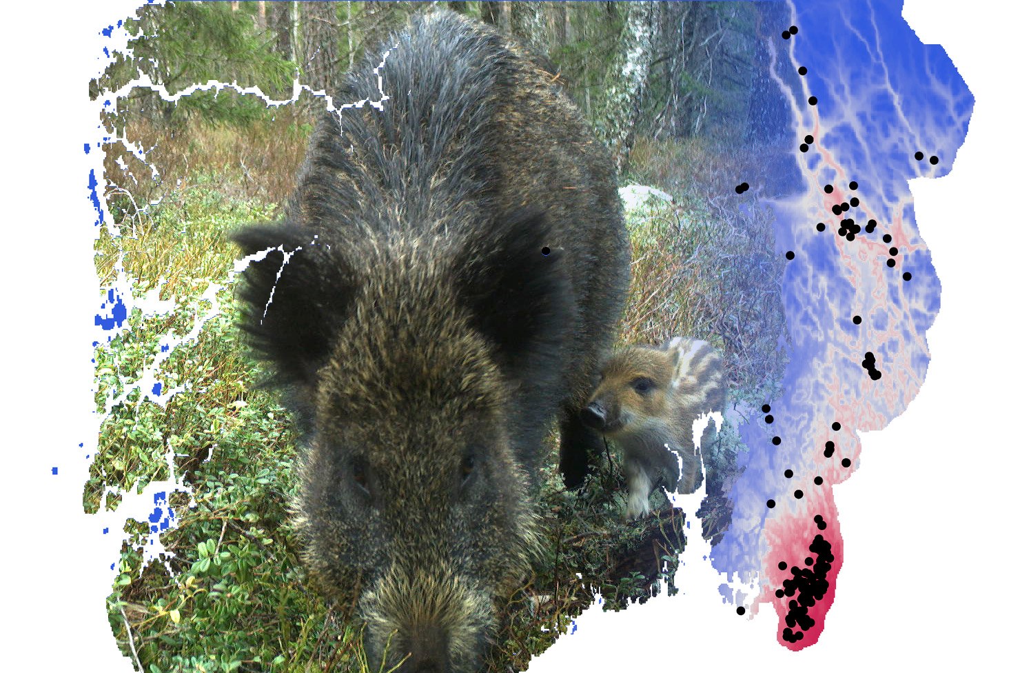 Read more about the article Overvåker villsvinbestanden: Frykter smittsom virussykdom