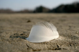 Read more about the article Fugleinfluensa sprer seg langs kysten 