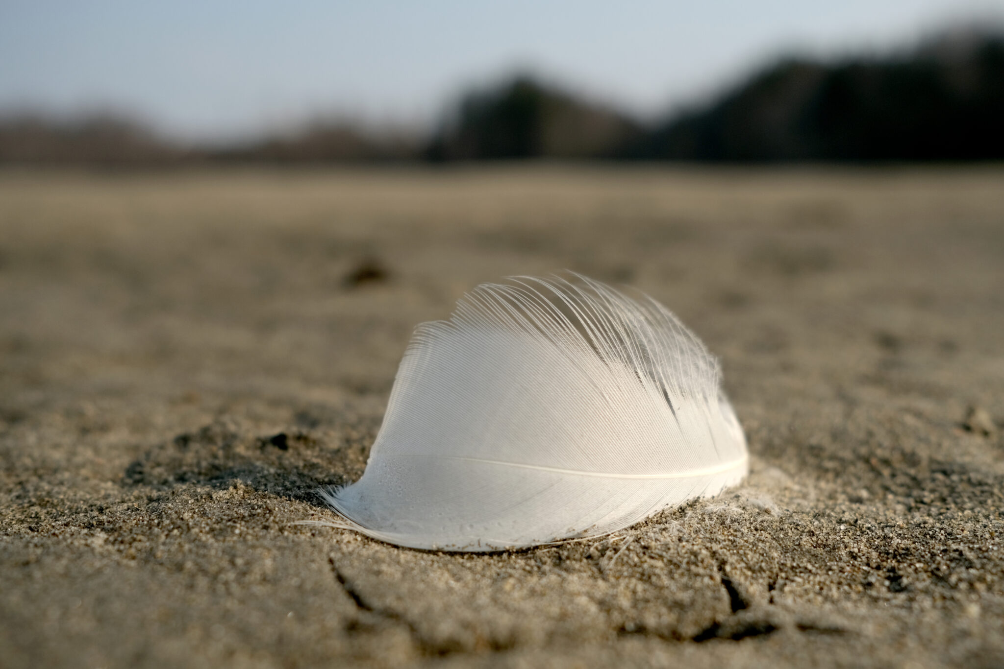 Read more about the article Fugleinfluensa sprer seg langs kysten 