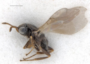 Read more about the article – Den nye arten kan få stor betydning for bekjempelse av flått i fremtiden