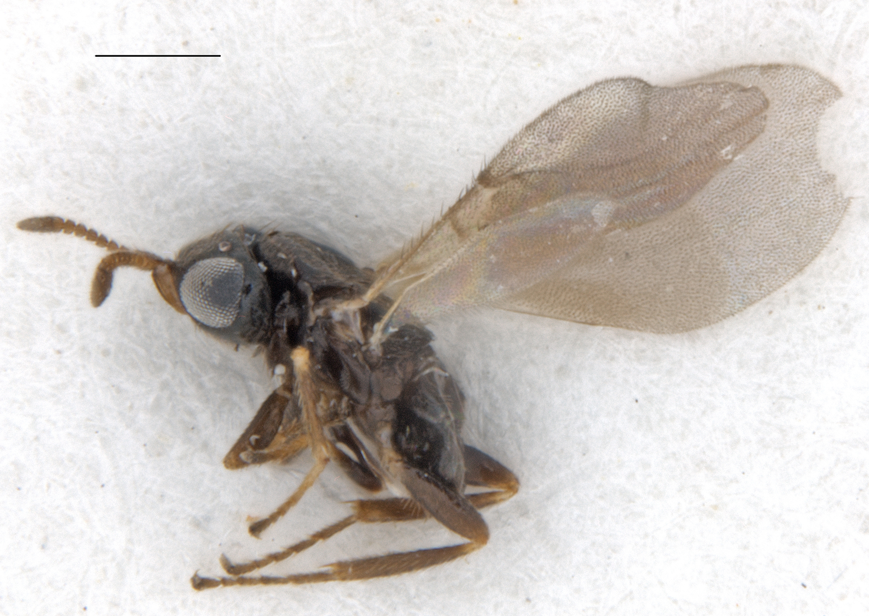 Read more about the article – Den nye arten kan få stor betydning for bekjempelse av flått i fremtiden