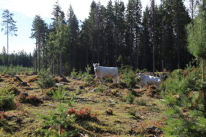 Read more about the article Unngå angrep: – Følg kuvettreglene, så blir det hyggeligere for både deg og dyrene