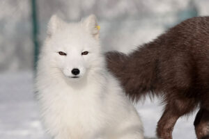 Read more about the article Kritisk truet: Ingen valpelykke for fjellreven