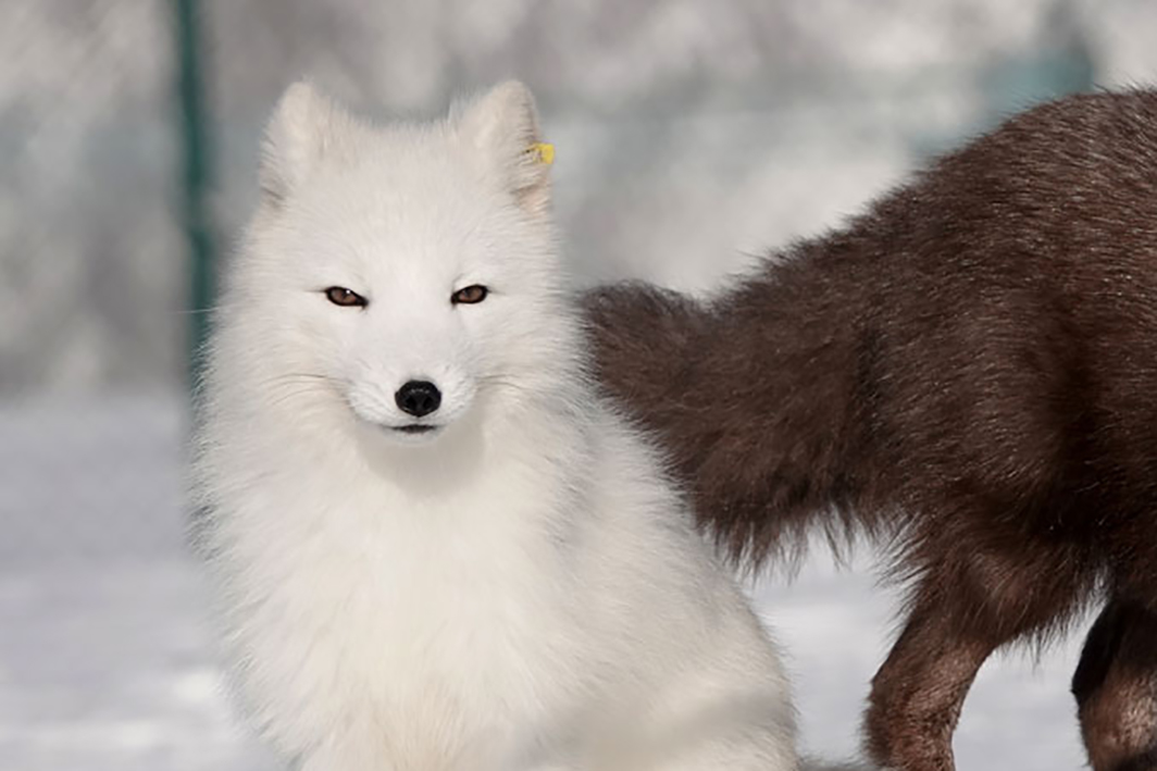 Read more about the article Kritisk truet: Ingen valpelykke for fjellreven