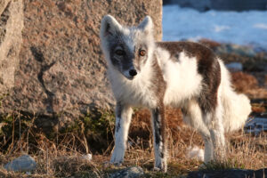 Read more about the article Nye funn: Fjellreven skifter pels etter klimaet