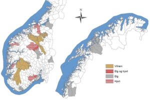 Read more about the article Stadig mer hjort. Kan elgen forsvinne?