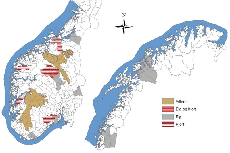 Read more about the article Stadig mer hjort. Kan elgen forsvinne?