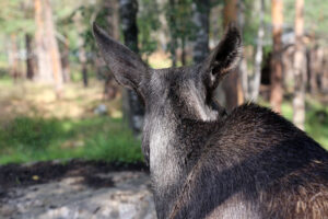 Read more about the article Elgen på Vega