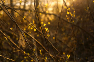 Read more about the article Kong Harald: – Jeg deler de unges bekymring, og deres utålmodighet