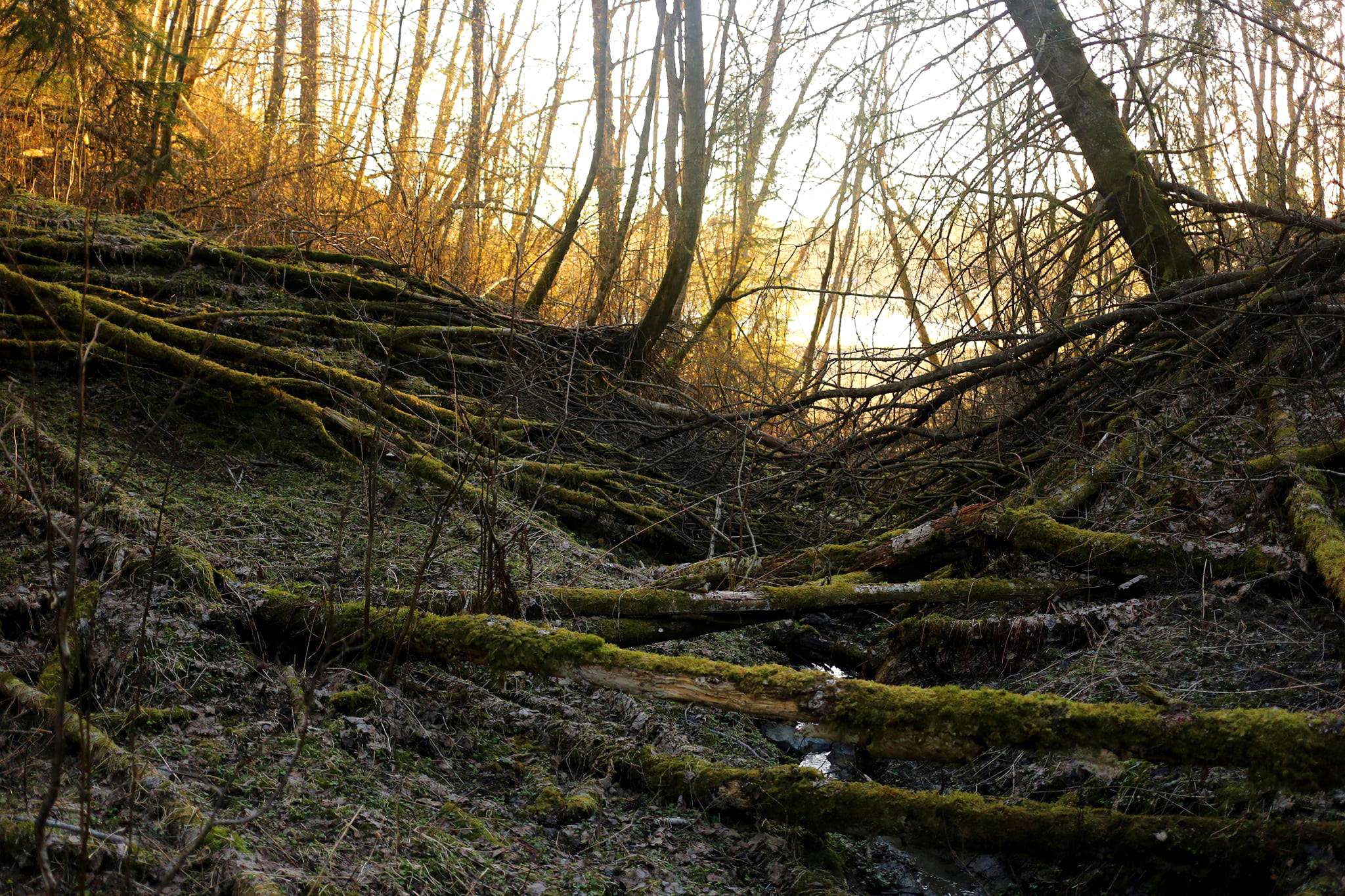 Read more about the article Naturen forsvinner i et alarmerende tempo: Nå har vi brukt opp jordas ressurser for i år