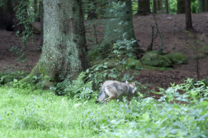 Read more about the article – Ville dyr, spesielt rovdyr, gjør alt de kan for å unngå mennesker