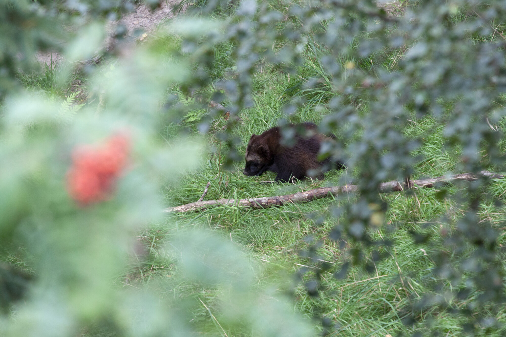 You are currently viewing Kartlegging av jerv: – Hjelper oss til å forstå hvordan dyrene samhandler med miljøet sitt