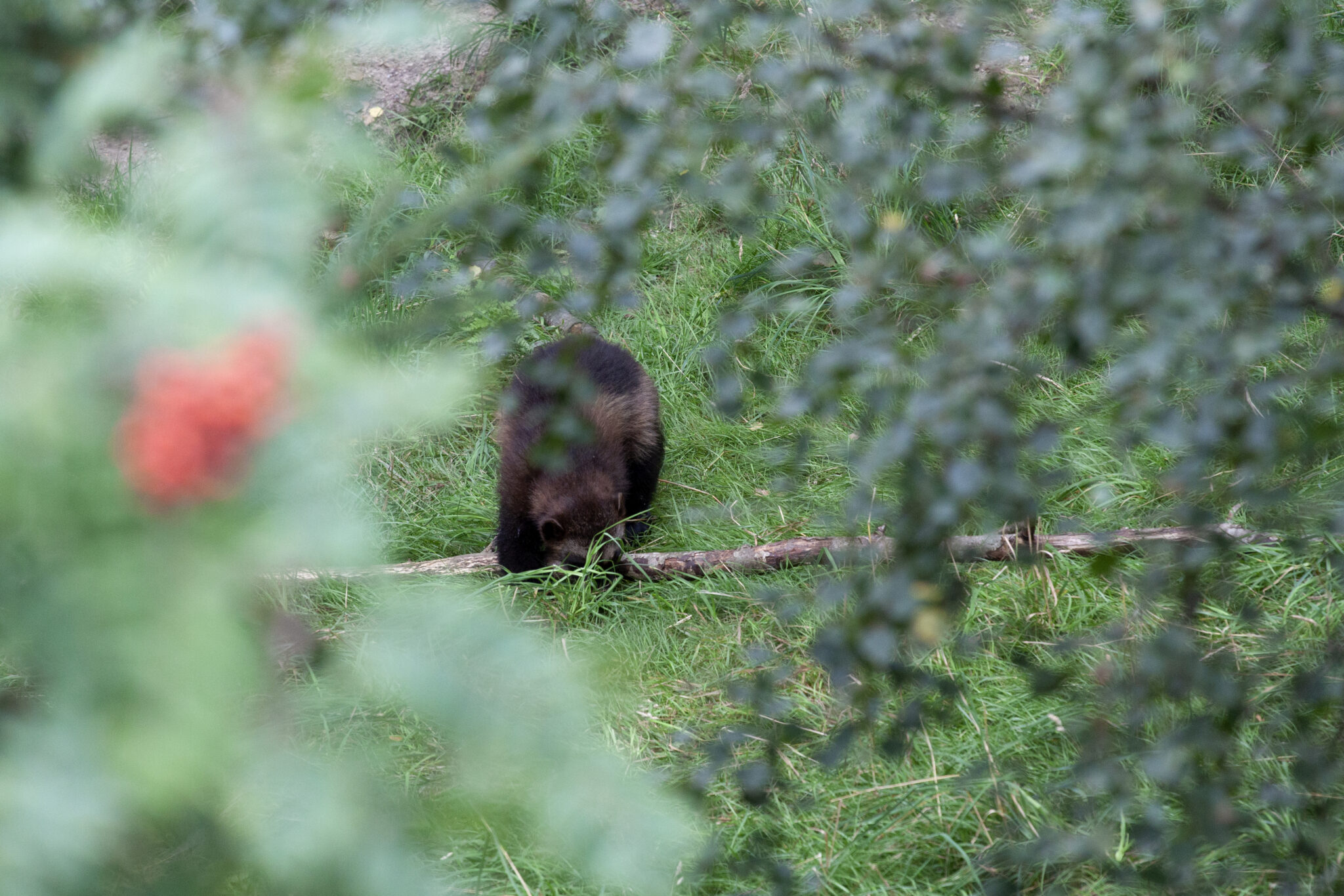 Read more about the article Teller jerv: – Over det nasjonale bestandsmålet på 39 årlige kull