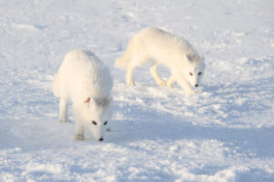 Read more about the article Rekordår for fjellreven