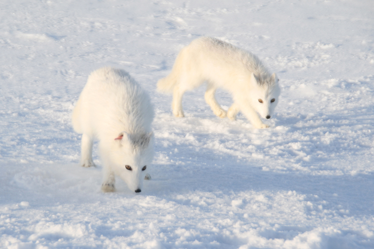 You are currently viewing Rekordår for fjellreven
