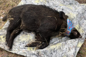 Read more about the article Vet lite om villsvin i Norge. Nå er første dyr merket med GPS-sender.