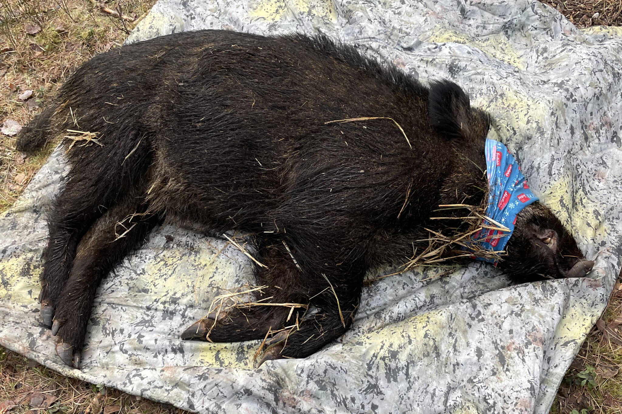 Read more about the article Vet lite om villsvin i Norge. Nå er første dyr merket med GPS-sender.