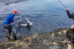 Read more about the article Vil stoppe laksefisket i to store elver