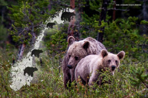 Read more about the article Flere brunbjørner i Norge, men fortsatt under bestandsmålet