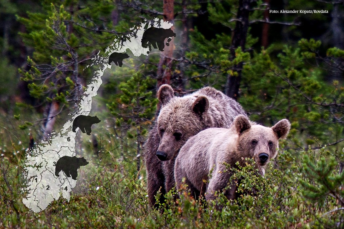 Read more about the article Flere brunbjørner i Norge, men fortsatt under bestandsmålet