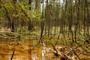 Read more about the article Kunstig intelligens skal avsløre naturens hemmeligheter