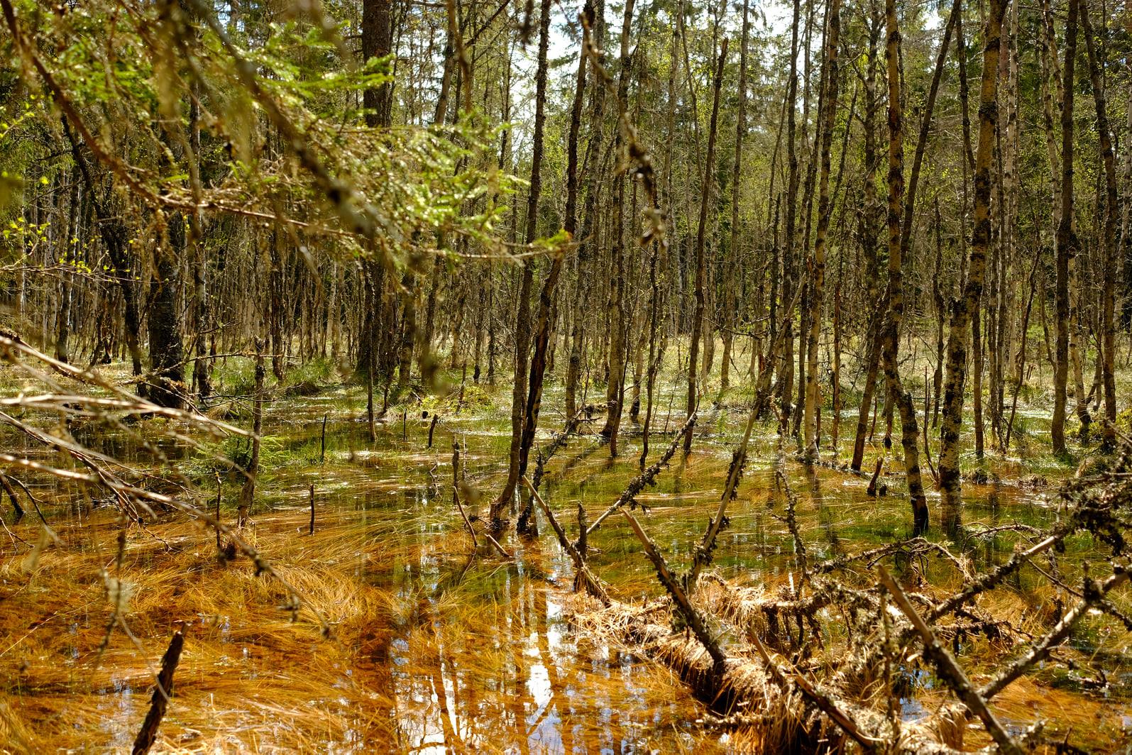 Read more about the article Hørt om sukkertareskog og jordvannsmyr? Ikke? Nå skal de reddes.