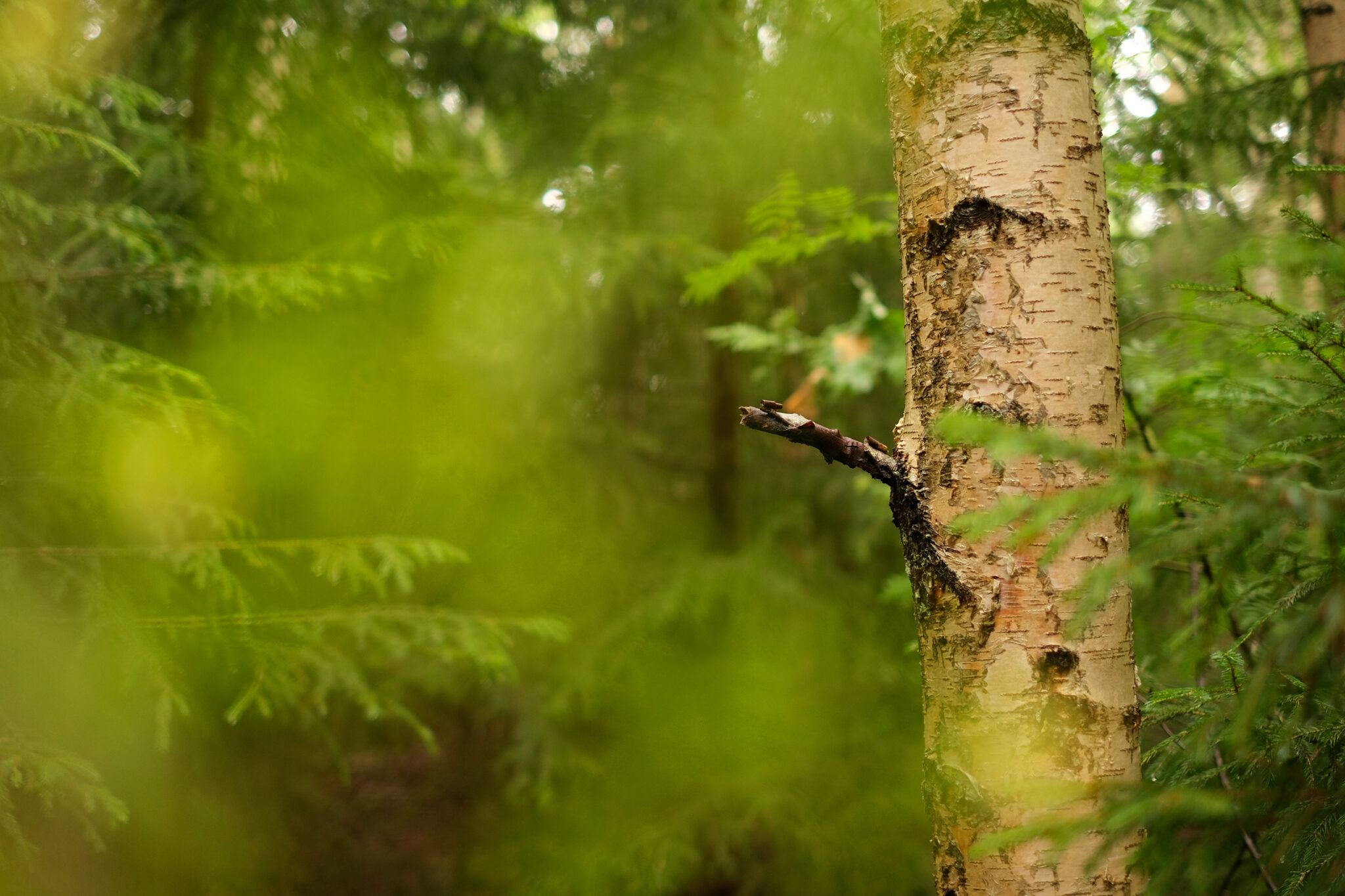 Read more about the article På fjellet, i skogen, i vannet, på stranda. Nordmenn drømmer om mer enn å gå tur.