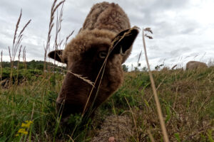 Read more about the article Nordland og Troms: Penger til hengebro, raftingbase og ost av sauemelk