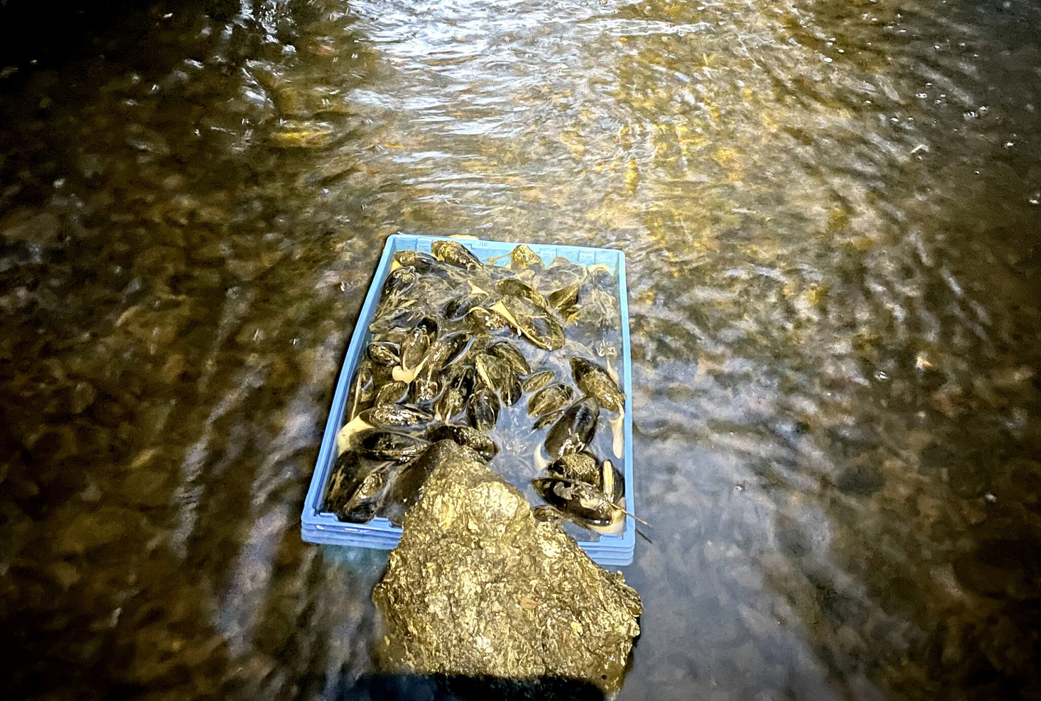 Read more about the article Ber om tips: Mistenker ulovlig fangst av fredet elvemusling