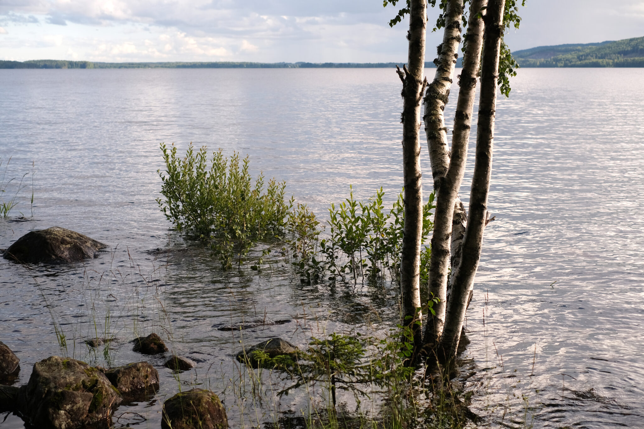 Read more about the article En av fire ferskvannsarter er utrydningstruet