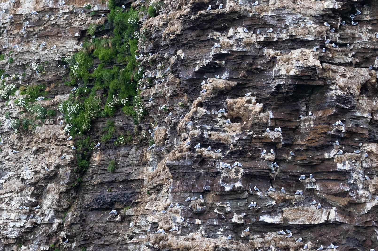 Read more about the article Fugleinfluensa: – Dette er krise for krykkja, som allerede er sterkt truet